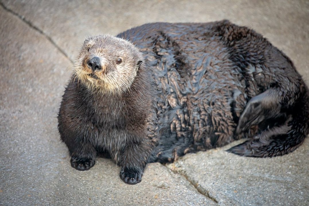When Ridiculous Becomes the Norm – Aquarium Apologizes for Shaming an Otter