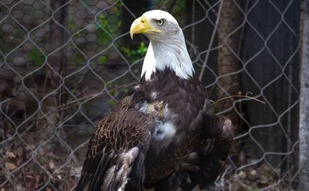 Suspect in Pennsylvania Bald Eagle Poaching Surrenders After Disturbing Killing of Neighborhood Mascot
