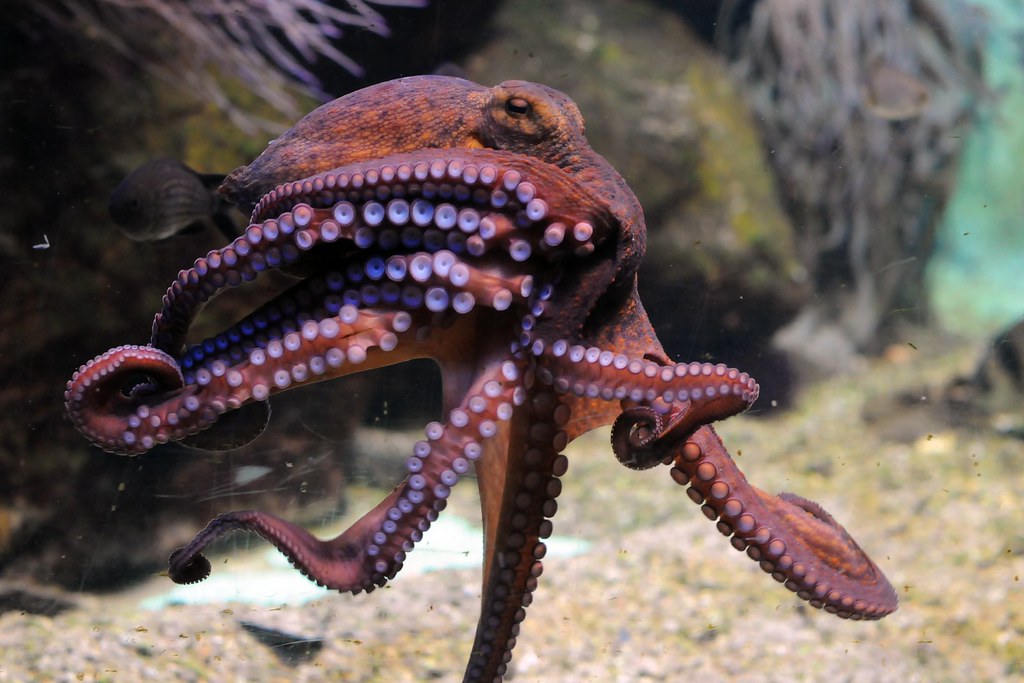 San Antonio Aquarium Under Fire After Octopus Grabs Boy, Leaves Bruises