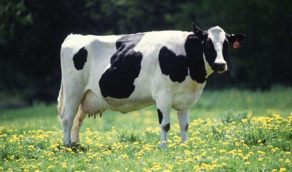 Fatal Gas Exposure at Dairy Farm Leaves Six Dead, Including High School Student