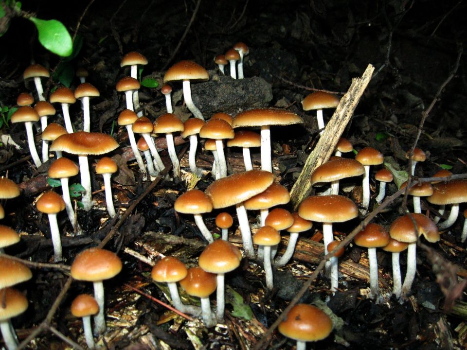 Psychedelic Hike Turns Dangerous in Catskills, Rangers Rescue Lost Group