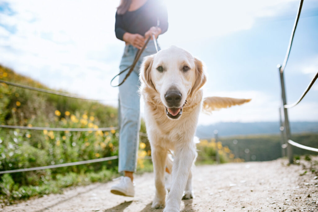 Dog Walker Spots Debris Linked to Reagan Airport Crash, Seven Months Later