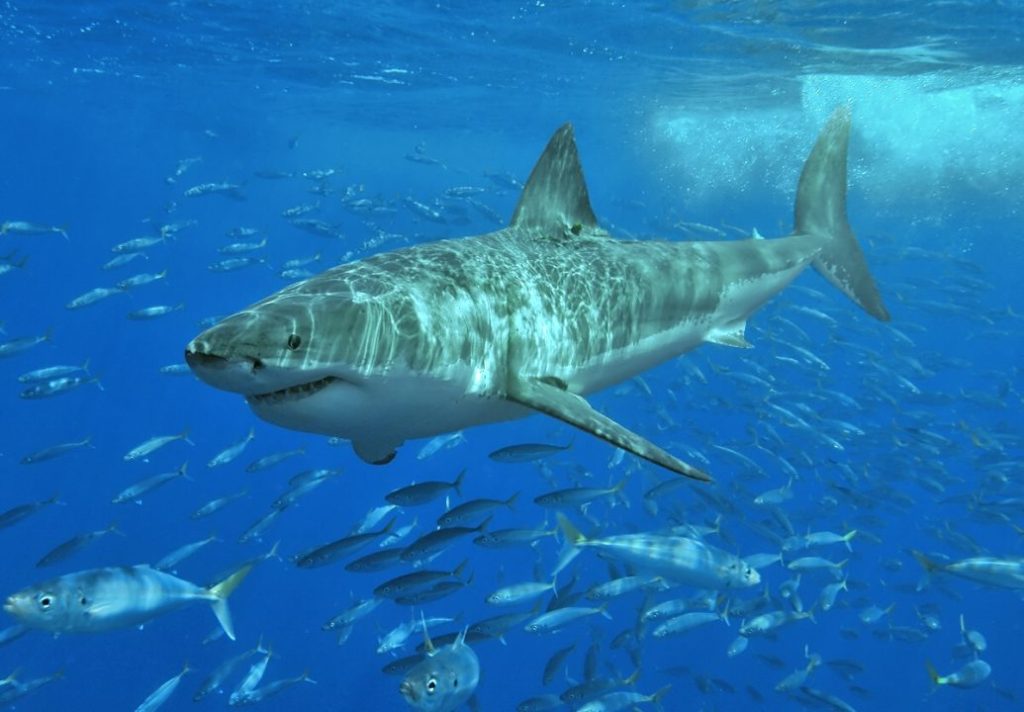 Colossal Great White ‘Contender’ Resurfaces Off Canada