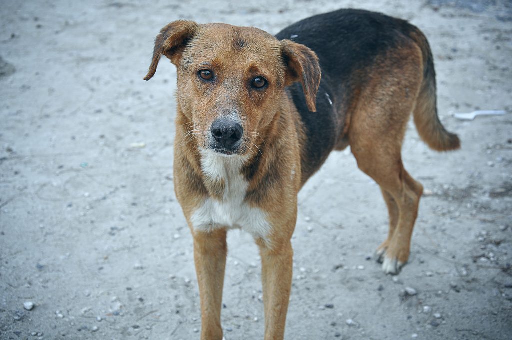 Shock in Mexico as Dozens of Dogs Killed Near World Cup Site